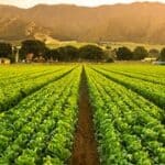 plants in rows in a field