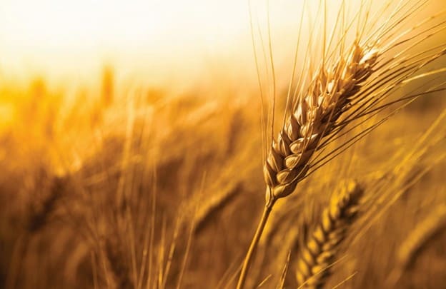 strand of wheat in a field