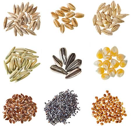 collage of different seeds